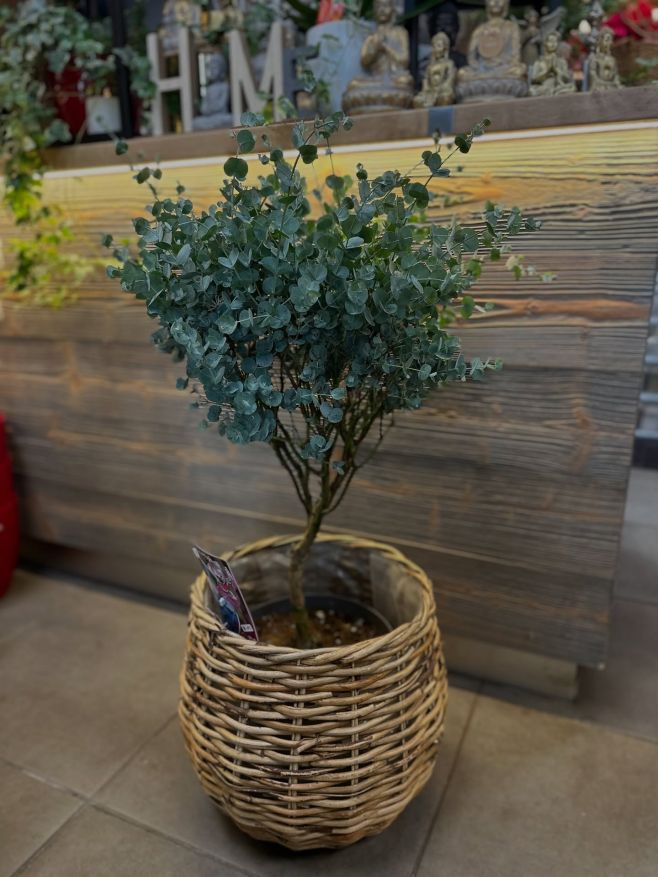 Tohle není obyčejná kytka – to je Eucalyptus gunnii ‘Azura’! Modrozelený a voňavý fešák.🪴👀 #kvetinypoly #eucalyptus...